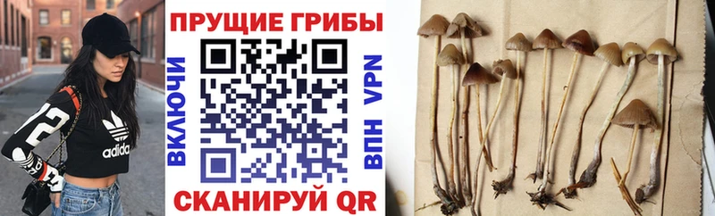 Псилоцибиновые грибы Psilocybe  хочу   Нефтегорск 